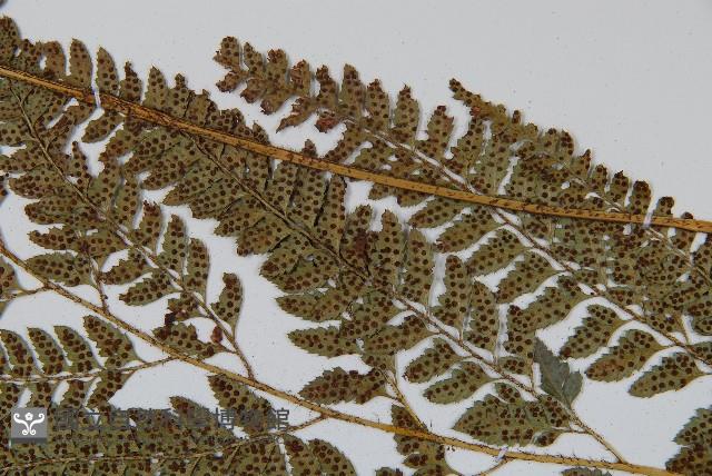 細葉複葉耳蕨藏品圖，第4張