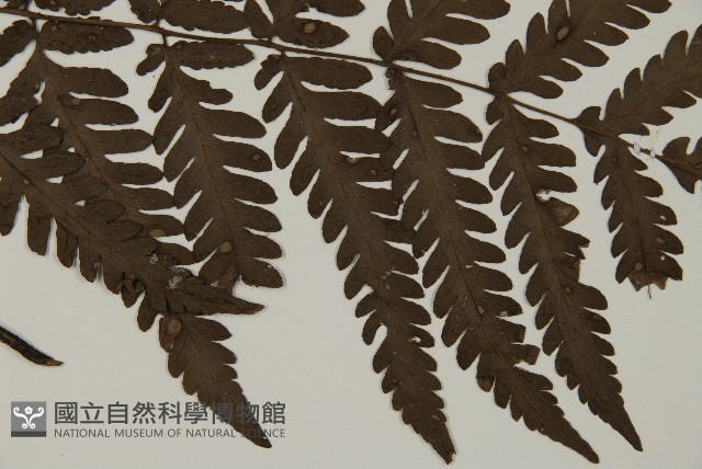 薄葉擬肋毛蕨藏品圖，第4張