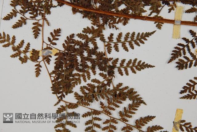 亞德氏蹄蓋蕨、假冷蕨藏品圖，第7張