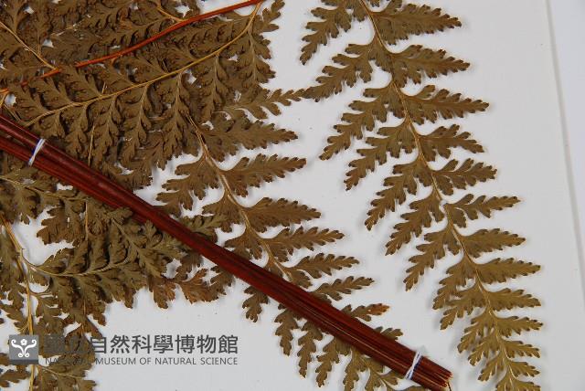 華南鱗蓋蕨藏品圖，第4張