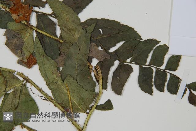 鐮羽貫眾藏品圖，第4張