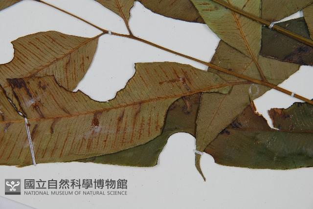 細柄雙蓋蕨藏品圖，第4張