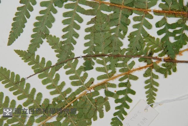 擬岩蕨藏品圖，第4張