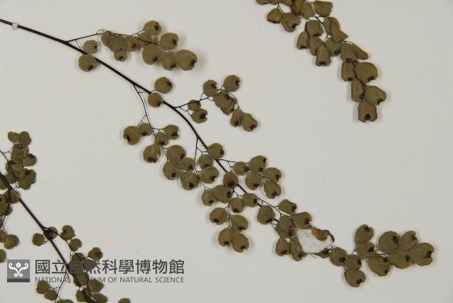 隴南鐵線蕨藏品圖，第6張