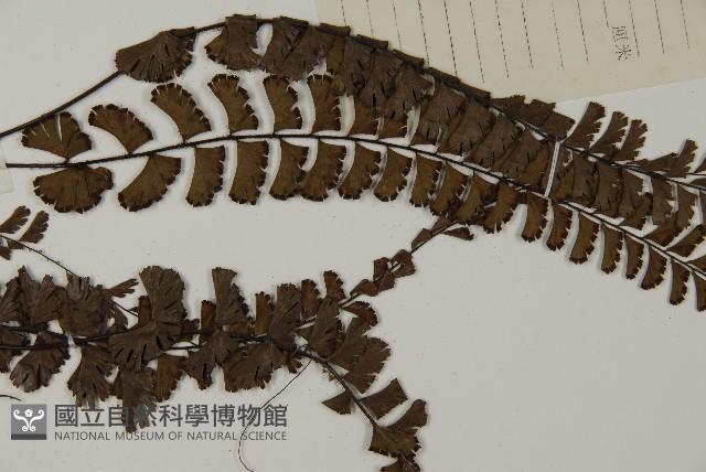 鞭葉鐵線蕨藏品圖，第4張
