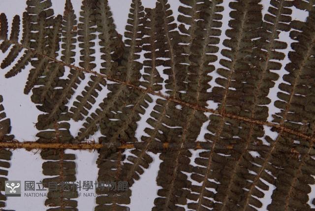 圓齒軸鱗蕨藏品圖，第4張