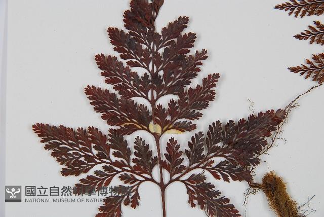 海州骨碎補藏品圖，第4張