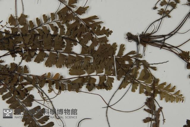 鞭葉鐵線蕨藏品圖，第4張