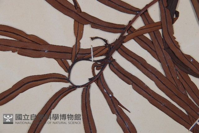 烏毛蕨藏品圖，第3張
