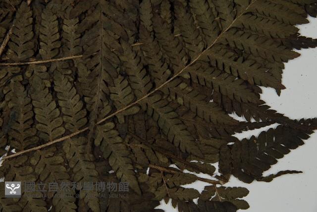 肋毛蕨藏品圖，第4張