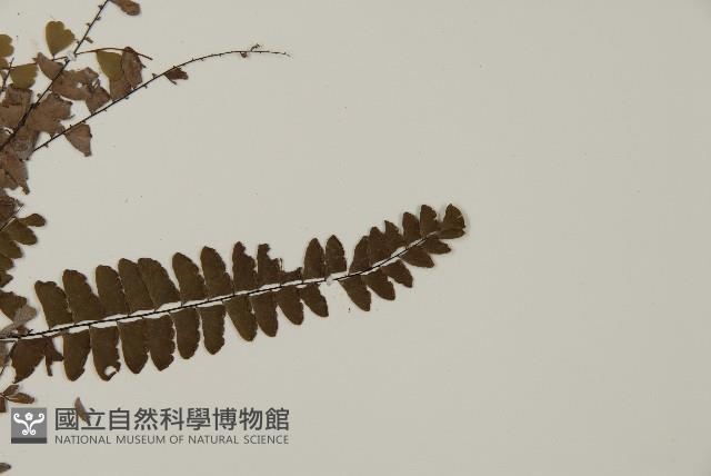 愛氏鐵線蕨藏品圖，第4張