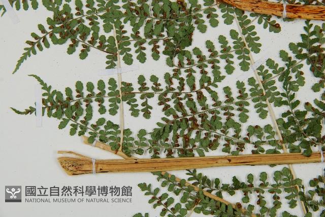 魚鱗蕨藏品圖，第7張