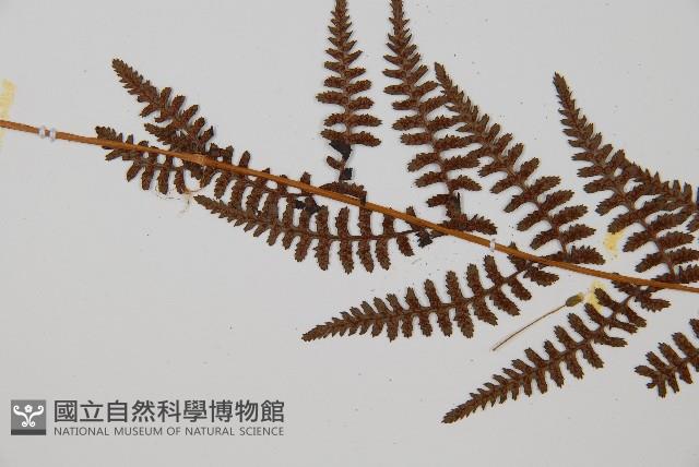 逆葉蹄蓋蕨、逆羽蹄蓋蕨藏品圖，第4張