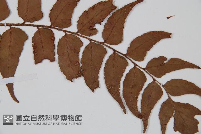 貫眾蕨藏品圖，第4張