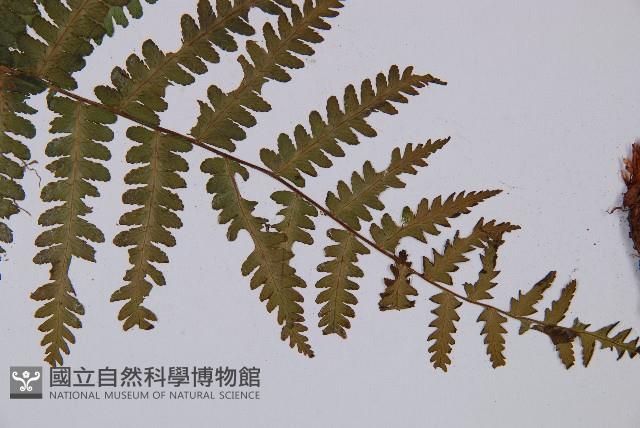 Accession Number:P003872 Collection Image, Figure 4, Total 5 Figures