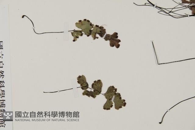 鐵線蕨藏品圖，第4張