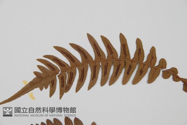 雉尾烏毛蕨藏品圖，第4張