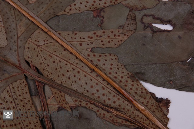 翅柄三叉蕨藏品圖，第4張