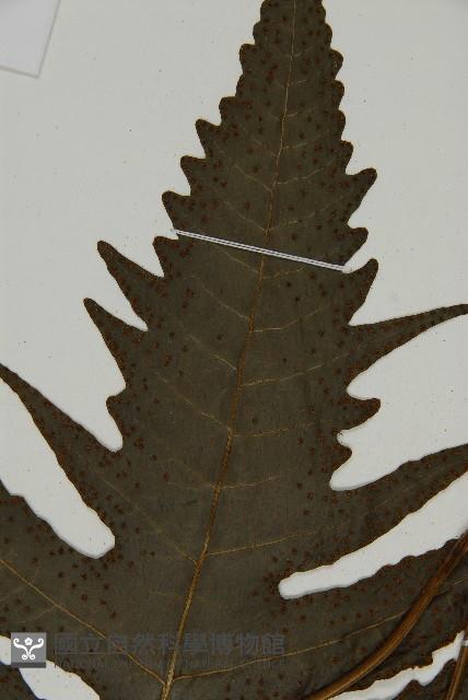 三叉蕨藏品圖，第4張