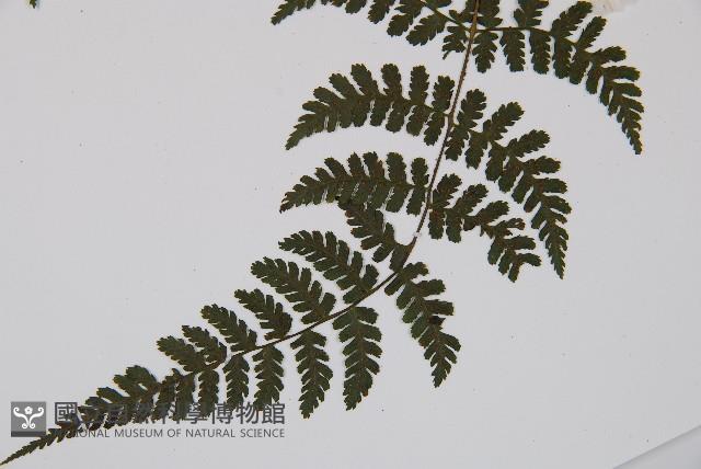 大葉貞蕨藏品圖，第4張