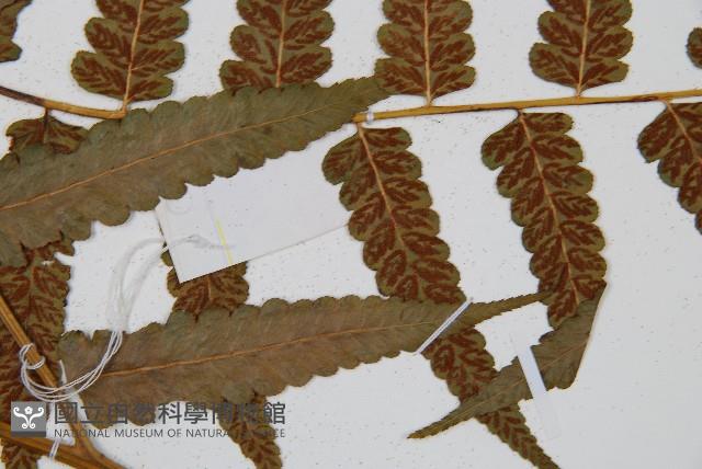 毛柄短腸蕨藏品圖，第4張