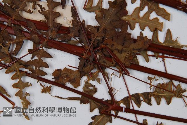 栗蕨藏品圖，第4張