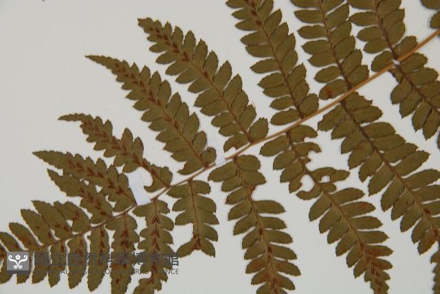 假軸果蹄蓋蕨、毛軸蹄蓋蕨藏品圖，第4張