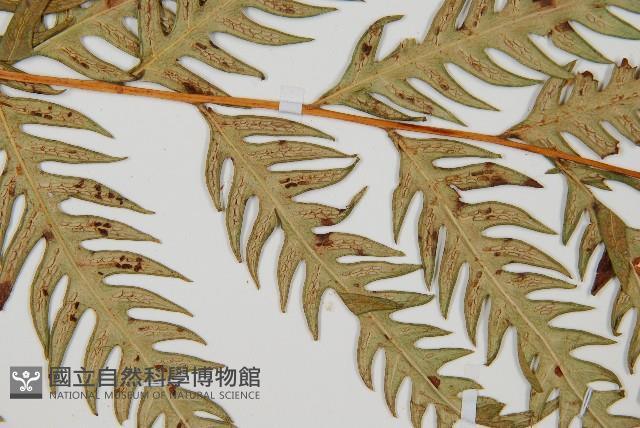 生芽狗脊蕨、頂芽狗脊蕨藏品圖，第4張