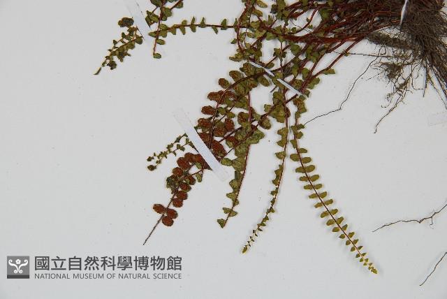 鐵角蕨藏品圖，第4張