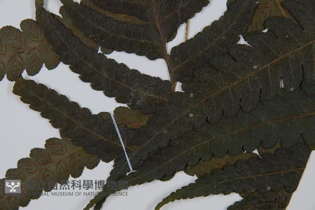 烏來雙蓋蕨藏品圖，第4張