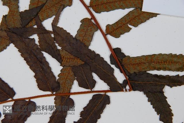 黑桫蕨藏品圖，第4張