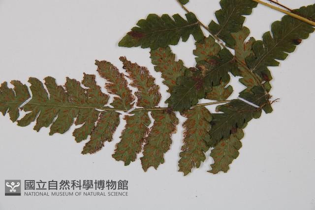 東洋蹄蓋蕨藏品圖，第4張