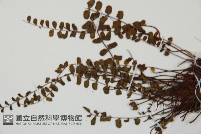 鐵角蕨藏品圖，第4張