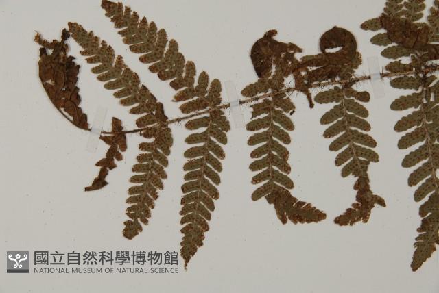 愛德氏肋毛蕨藏品圖，第4張