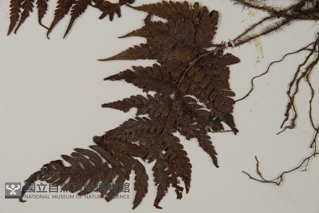 愛德氏肋毛蕨藏品圖，第4張