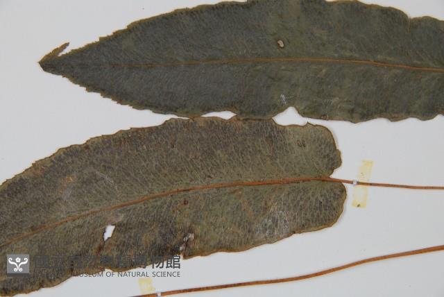 崇澍蕨藏品圖，第4張