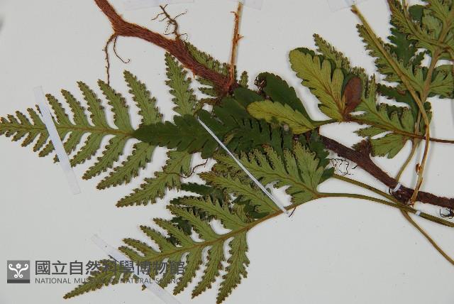 陰石蕨藏品圖，第4張