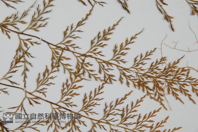 威氏鐵角蕨藏品圖，第4張