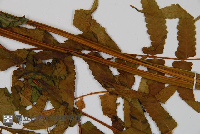 菜蕨藏品圖，第4張