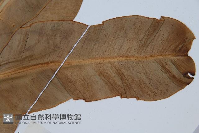 巢蕨藏品圖，第4張