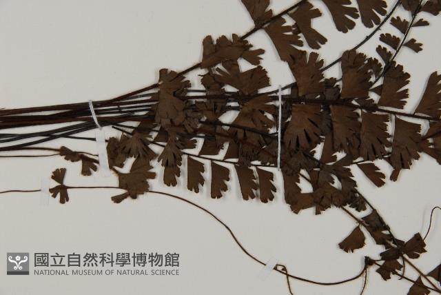 鞭葉鐵線蕨藏品圖，第4張