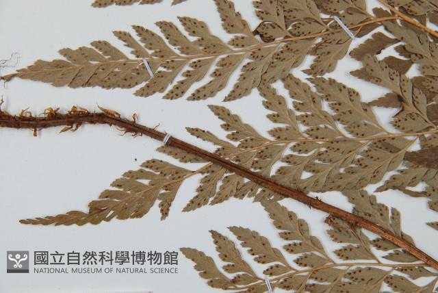 華中夏葉耳蕨藏品圖，第4張