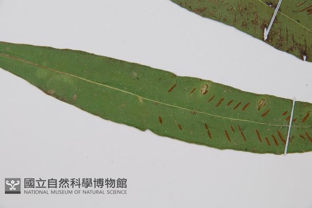 單葉雙蓋蕨藏品圖，第4張