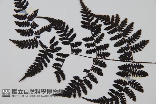 大葉貞蕨藏品圖，第4張