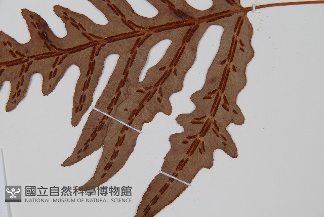 裂羽崇澍蕨藏品圖，第4張