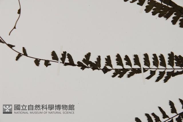 鞭葉鐵線蕨藏品圖，第4張