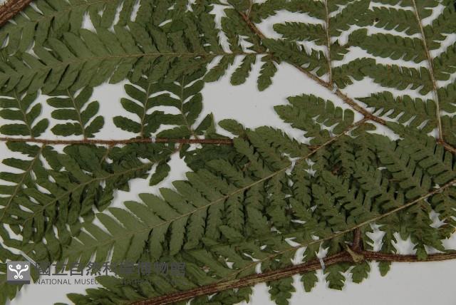 肋毛蕨藏品圖，第4張
