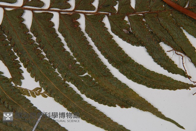 邊緣鱗蓋蕨藏品圖，第4張