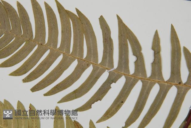 雉尾烏毛蕨藏品圖，第4張