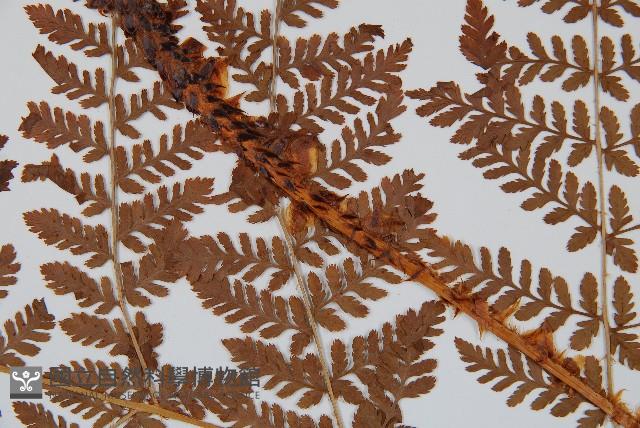 闊葉鱗毛蕨藏品圖，第4張